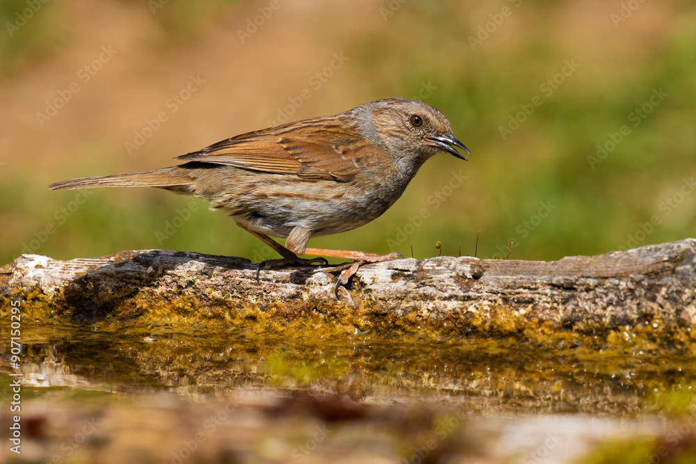 Dunnock Dunnock
