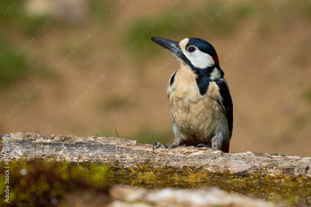 Great Spotted Woodpecker