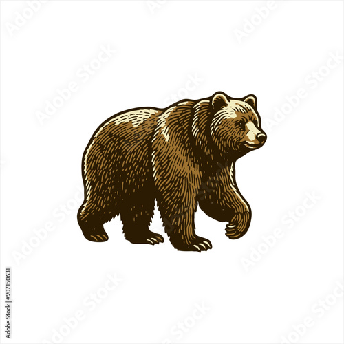 brown bear isolated on white