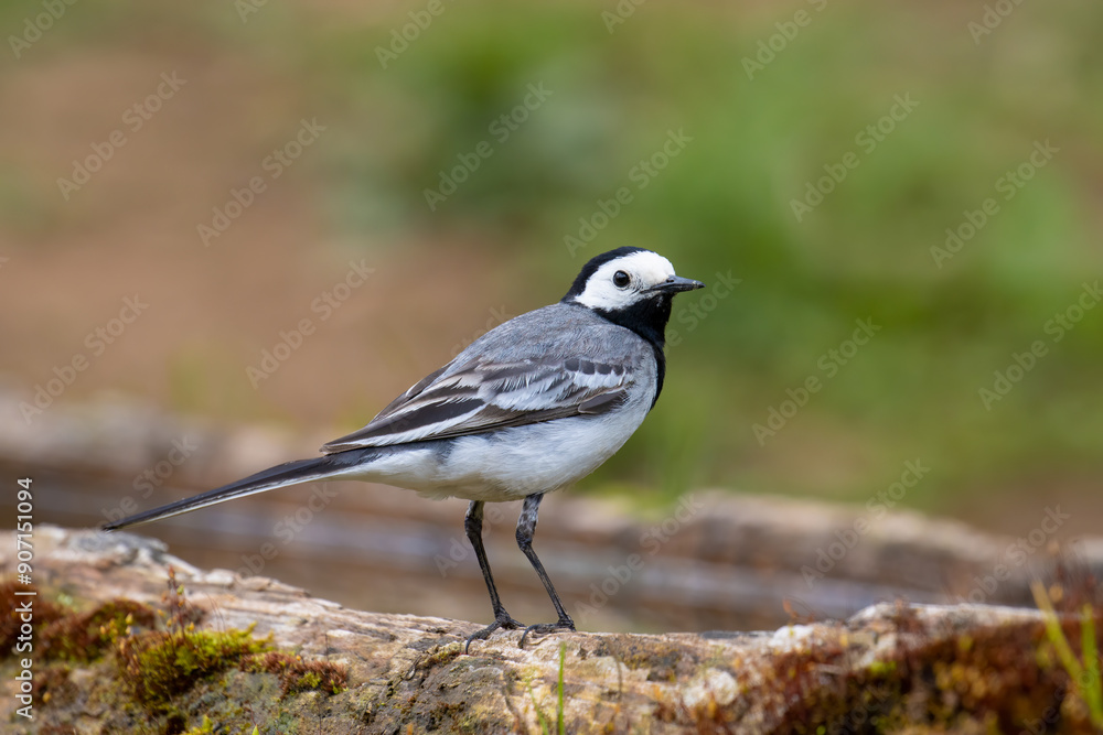 White Wagtail White Wagtail