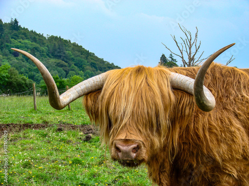 scottish highland cow