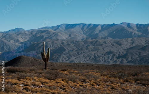 paisaje de un cardon