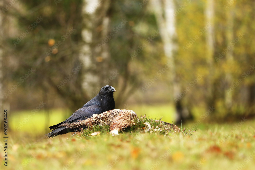 Black common raven, corvus corax, approaching dead pheasant laying on the ground. Wild bird with dark feathers and massive beak on a meadow with green grass.