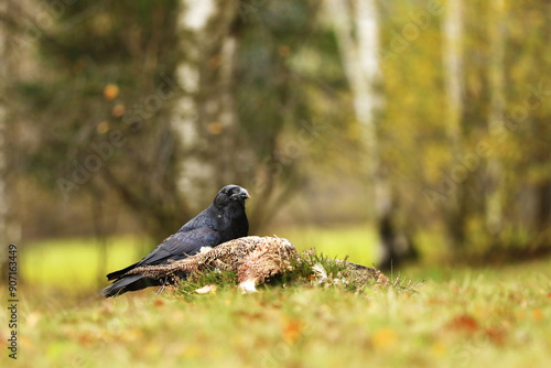Black common raven, corvus corax, approaching dead pheasant  laying on the ground. Wild bird with dark feathers and massive beak on a meadow with green grass.