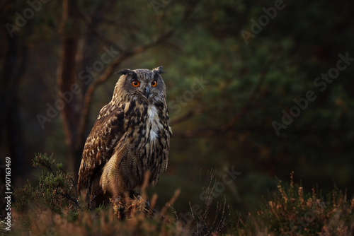 Obraz na płótnie Euroasian eagle-owl sitting in the heather with the autumn forest at his back. Colorful wildlife photo w salonie