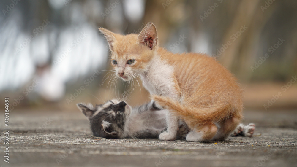 Two kittens in the morning. Focus is selected on the brown and white kitten, the background is blurry Two kittens in the morning. Focus is selected on the brown and white kitten, the background is blurry