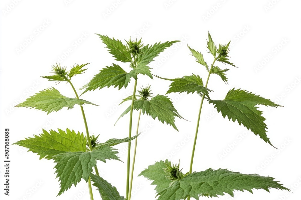 Nettle isolated on white background, full depth of field , ai Nettle isolated on white background, full depth of field , ai