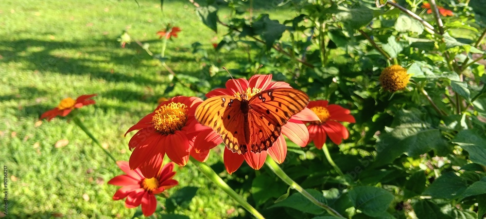 Butterfly on orange flower Butterfly on orange flower