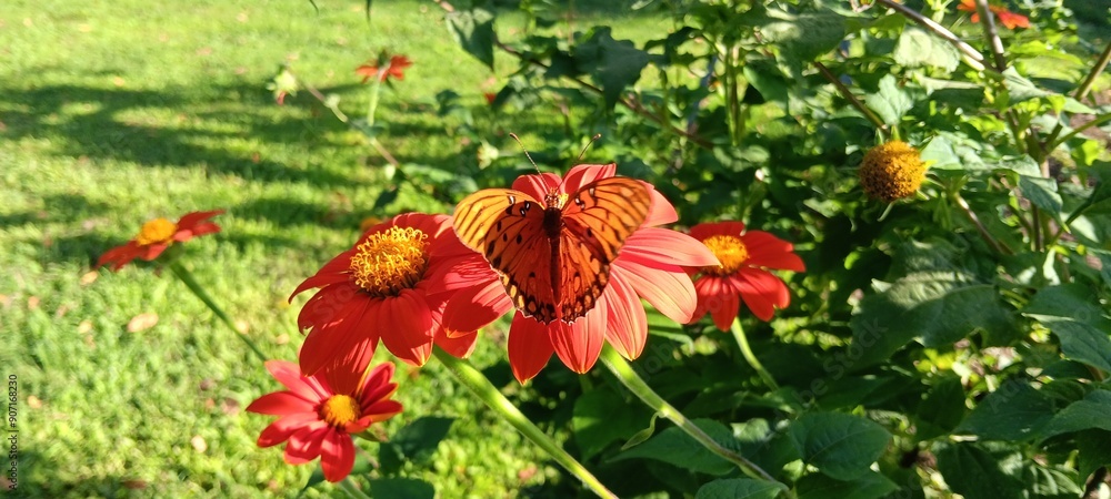 Butterfly on orange flower Butterfly on orange flower