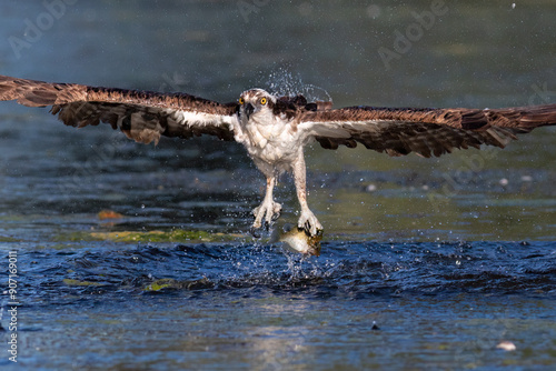 Osprey Hawk with ish after a successful strike. photo