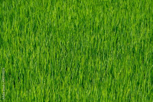 青々とした、田んぼに育つ稲の風景