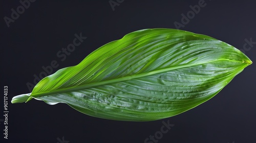 Vibrant Coloured Leaves of Canna Plant photo