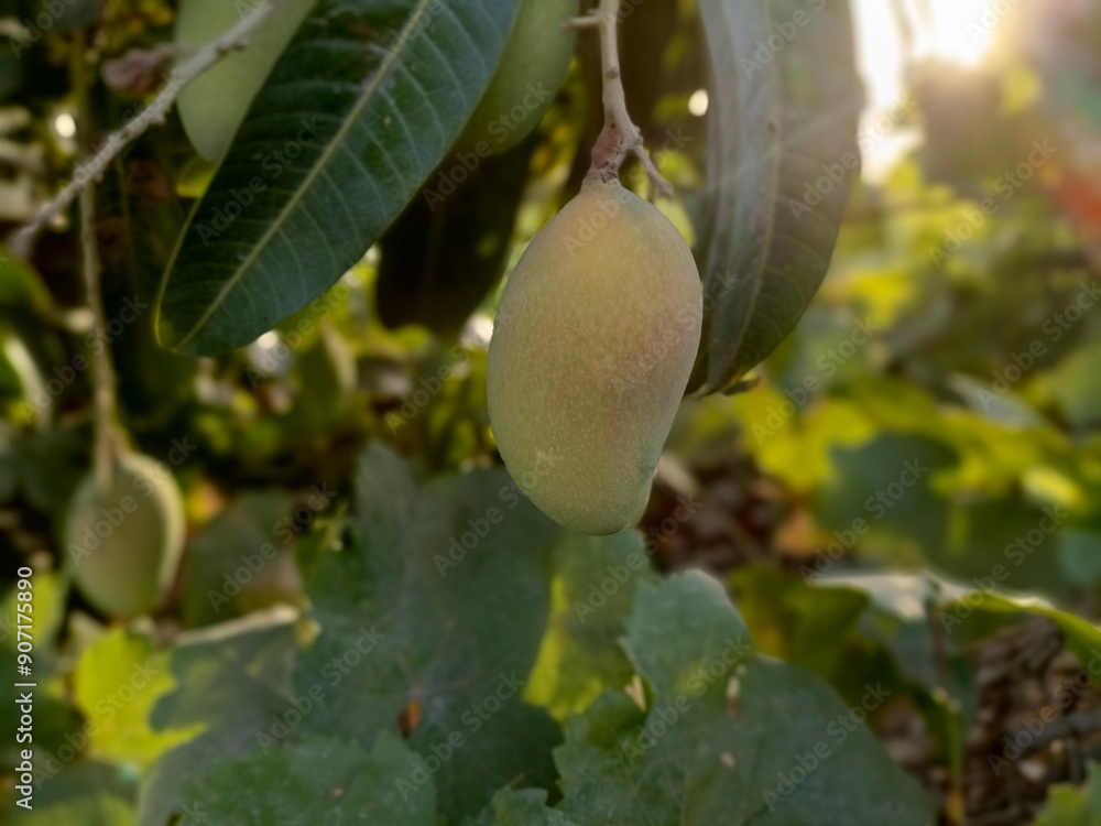 Obraz premium background, food, summer, nature, tree, leaf, health, fruit, garden, fruits, agriculture, plant, tropical, healthy, growth, field, juice, natural, organic, nutrition, dessert, vitamin, harvest, planta