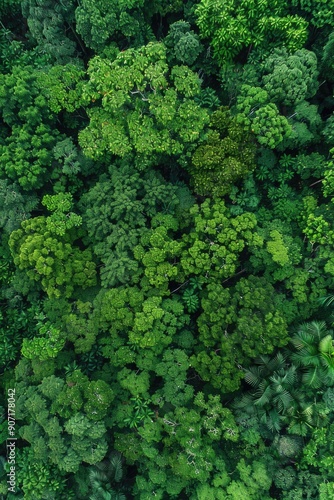 Aerial view of a dense and vibrant forest with tall trees, foliage, and greenery