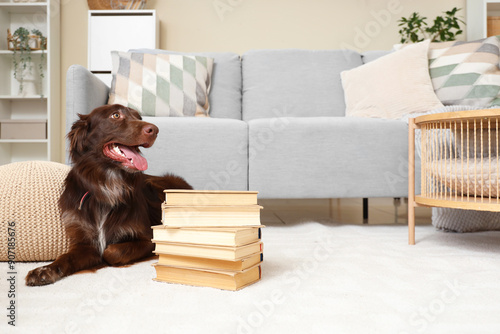 Smart brown Markiesje dog w...