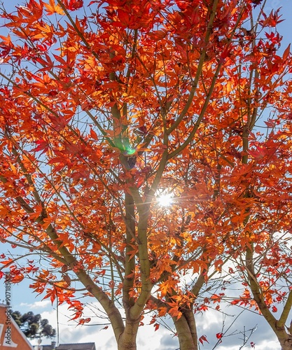 orange leaves and blue sky