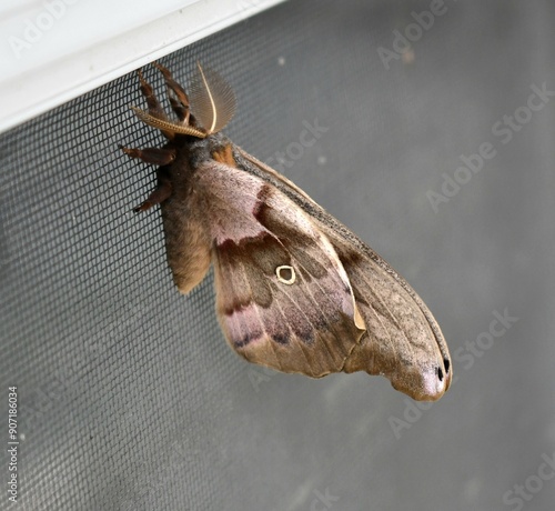 moth on wood