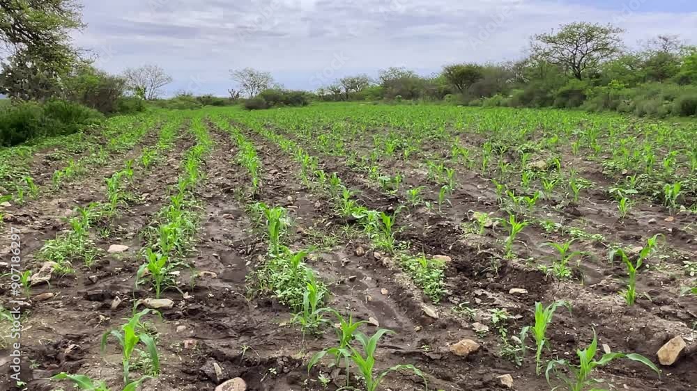 Wheat field with sprouting plants, irrigated land on cloudy day
Wheat field with sprouting plants, irrigated land on cloudy day