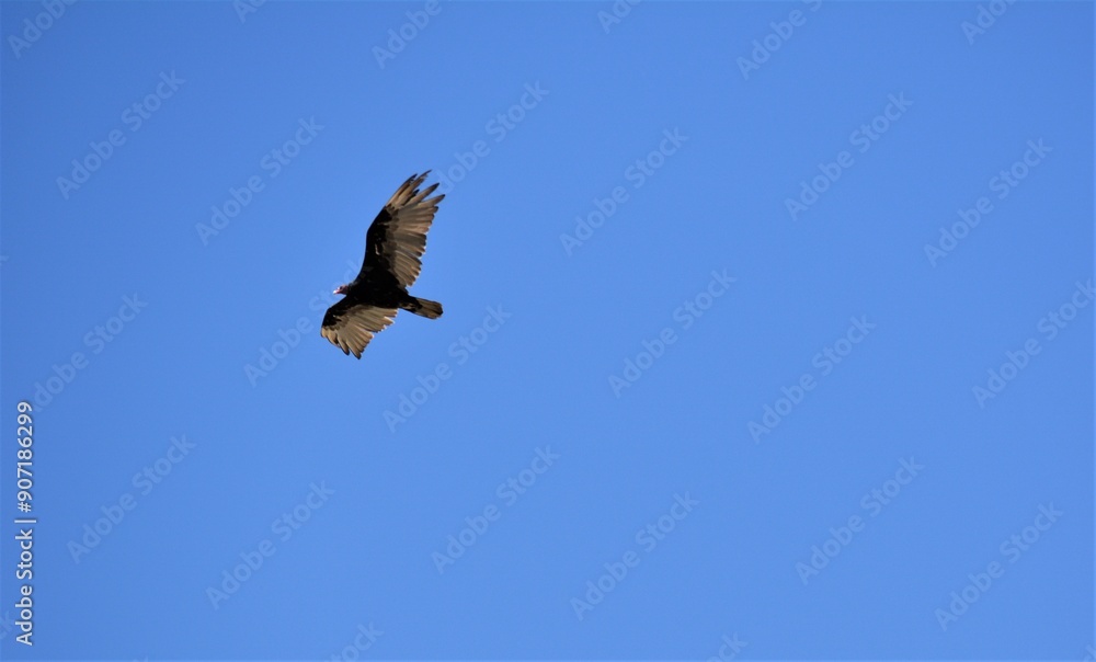 Flying vulture on a clear sunny day. Flying vulture on a clear sunny day.