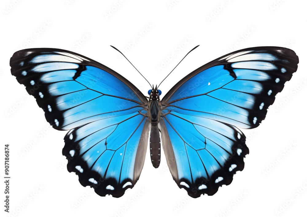 Fototapeta premium Blue Butterfly With Open Wings On Transparent Background