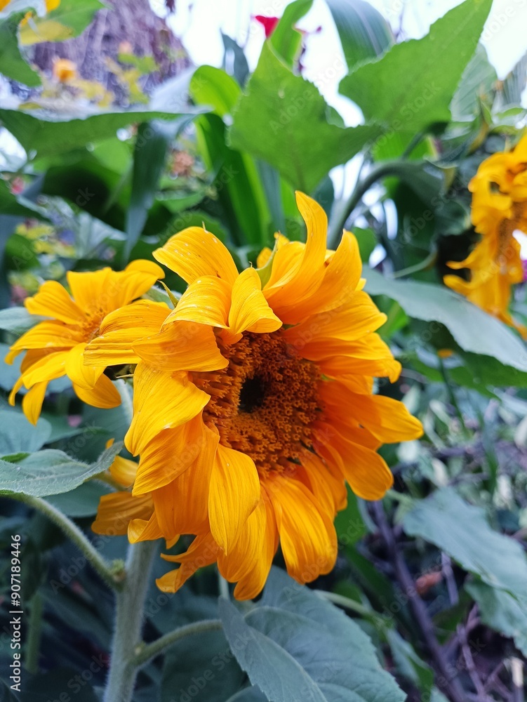 Fototapeta premium girasoles