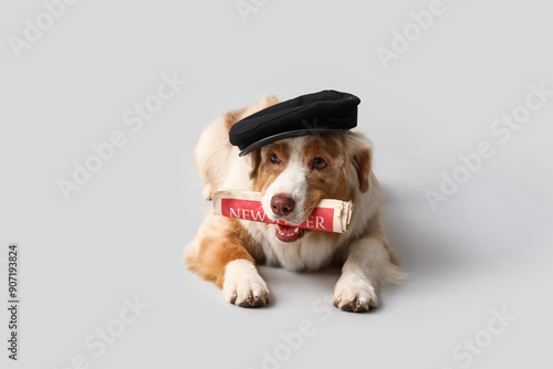 Cute Australian Shepherd do...