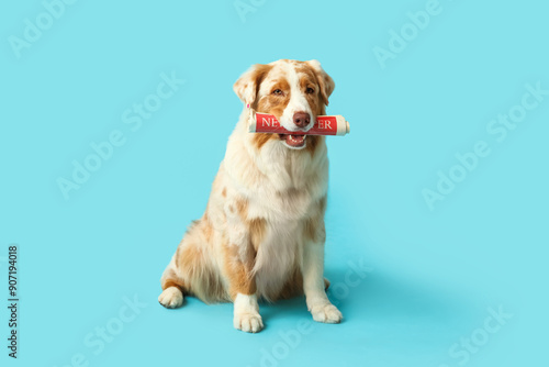 Cute Australian Shepherd dog with newspaper sitting on blue background