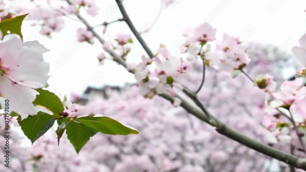 Cherry Blossoms at Sunrise in Spring. Cherry Blossoms at Sunrise in Spring.