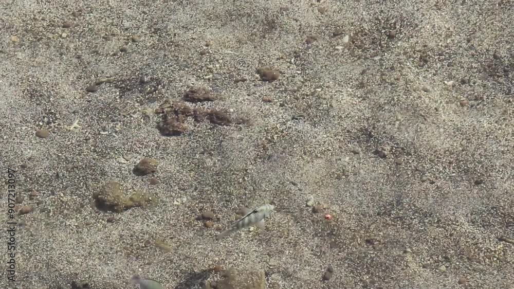 Small Fish Swimming In Shallow Ocean Water Tahiti With Shadows On Sand Papeete French Polynesia South Pacific
Small Fish Swimming In Shallow Ocean Water Tahiti With Shadows On Sand Papeete French Polynesia South Pacific