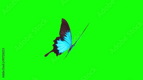 Green screen free video of butterfly on a green background butterfly, insect, nature, isolated, wing, white, 