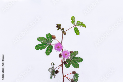 Putrimalu plant (Mimosa pudica L) on a white background, as an alternative to traditional herbal medicine photo