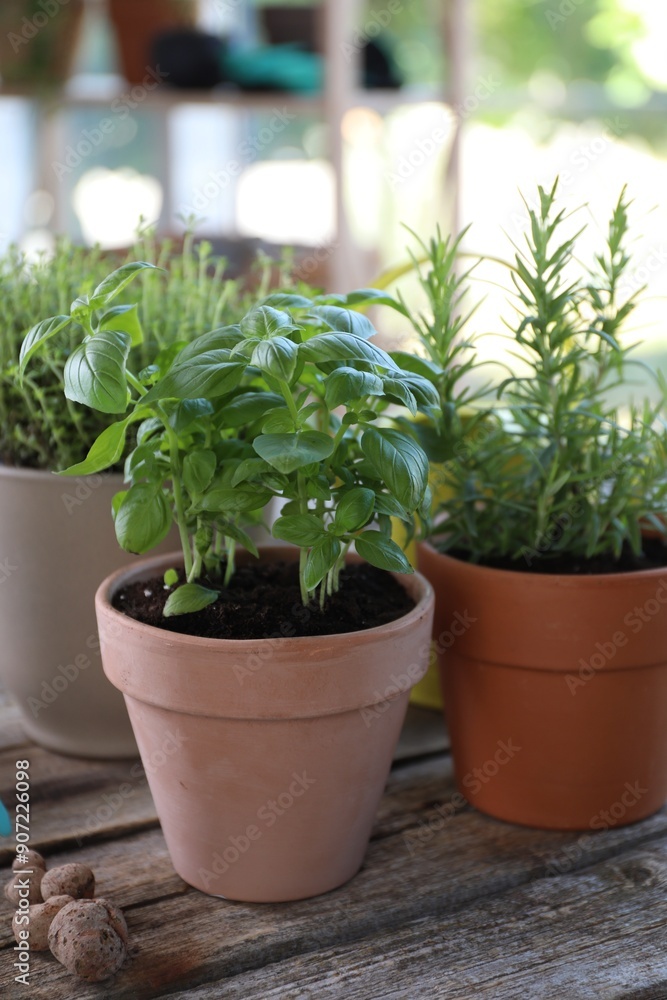 Fototapeta premium Different herbs growing in pots on wooden table, closeup