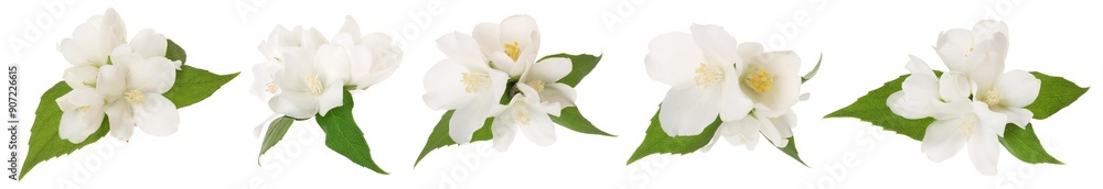 Jasmine flowers and green leaves isolated on white, set Jasmine flowers and green leaves isolated on white, set