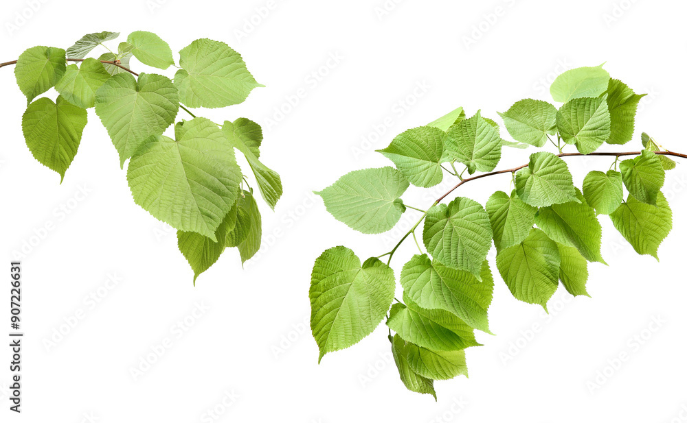 Tree branches with green leaves isolated on white Tree branches with green leaves isolated on white