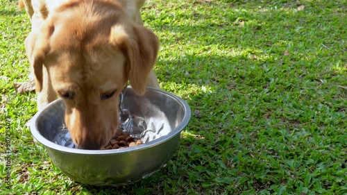 Close up labrador Eating Fresh Canned dog Food from Silver Bowl. outdoor Pet Feeding. Pet care. photo