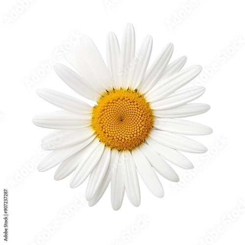 Close-Up Of Single White Daisy Flower With Yellow Center On Transparent Background