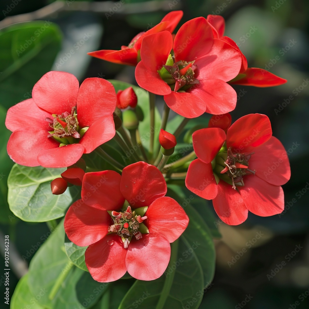 Red flowers called Euphorbia milii or Crown of Christ Red flowers called Euphorbia milii or Crown of Christ