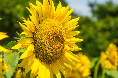 ハチとヒマワリ