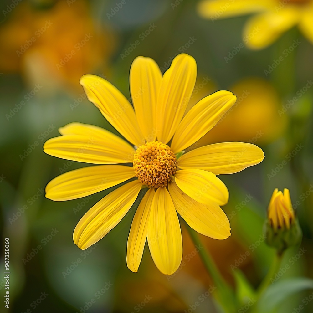 Obraz premium Yellow kwiaty in nature 