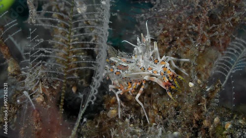 An exotic shrimp sits on the seabed among the algae and moves its legs.
Tiger shrimp (Phyllognathia ceratophthalma) 2,5 cm. Feeds on ophiuras. ID: translucent white, orange spots with blue dots. photo