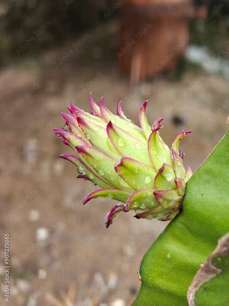 Young and green dragon fruit flower bud captured with rain drops. Young and green dragon fruit flower bud captured with rain drops.