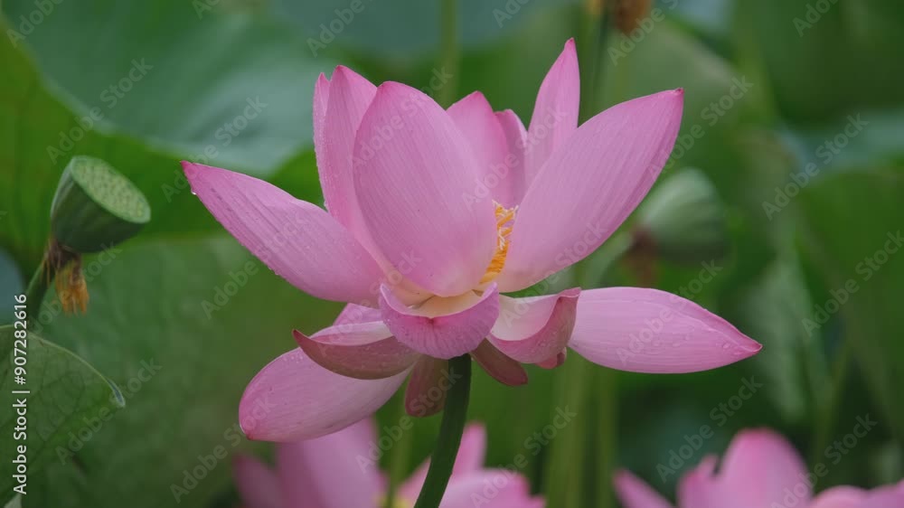 古代蓮の花びら 古代蓮の花びら