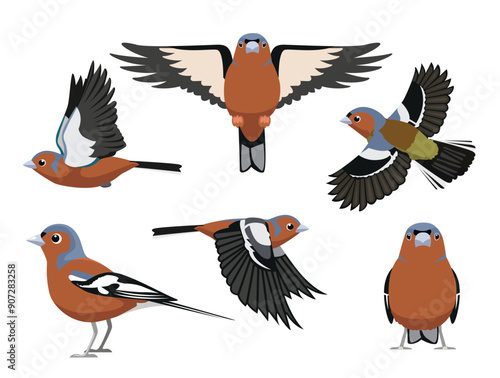 Chaffinch Finch Bird Various Poses Cartoon Vector Character
