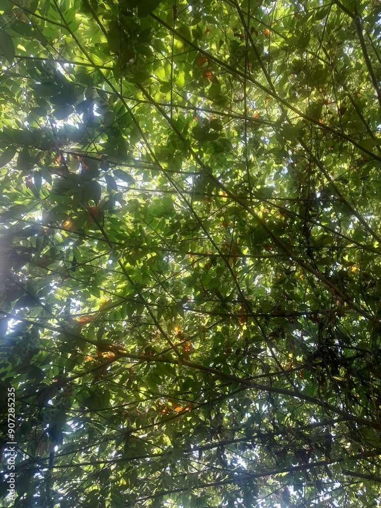 Fototapeta premium Background Low angle of a tall trees in a rain tropical forest.