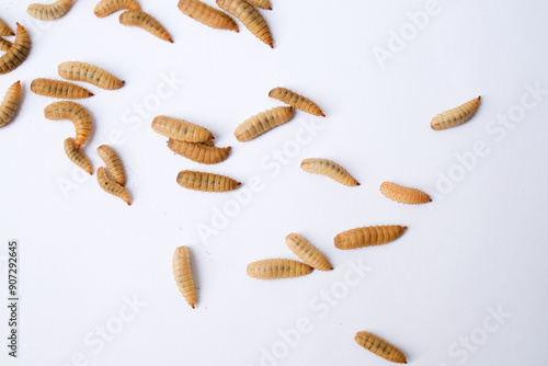 Larvae of Black Soldier Fly (Hermetia illucens) or maggot on plain background for protein animal feed ingredient photo