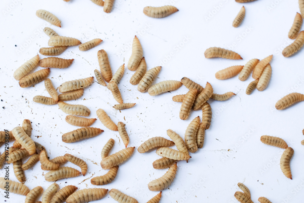 Larvae of Black Soldier Fly (Hermetia illucens) or maggot on plain background for protein animal feed ingredient Larvae of Black Soldier Fly (Hermetia illucens) or maggot on plain background for protein animal feed ingredient