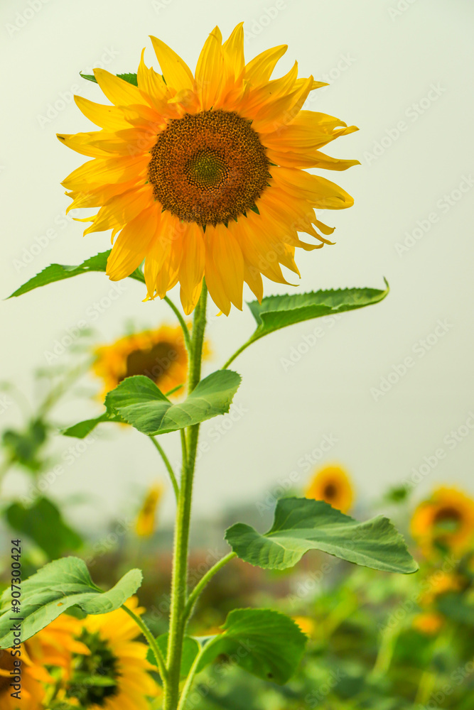 Fototapeta premium Selective focus on sunflower with copy space