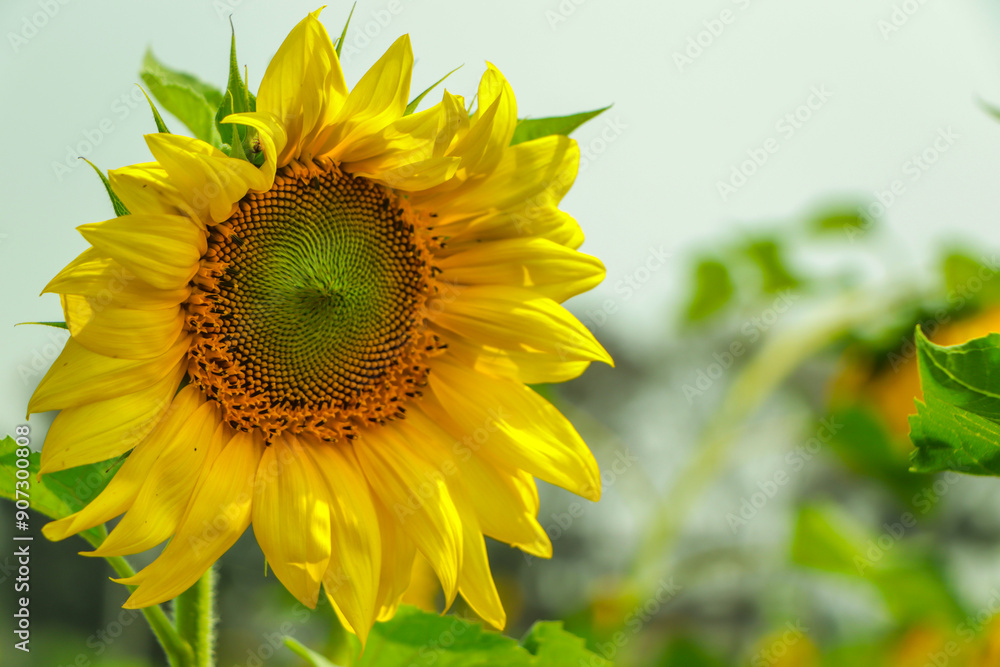 Closeup sunflower with copy space in garden Closeup sunflower with copy space in garden