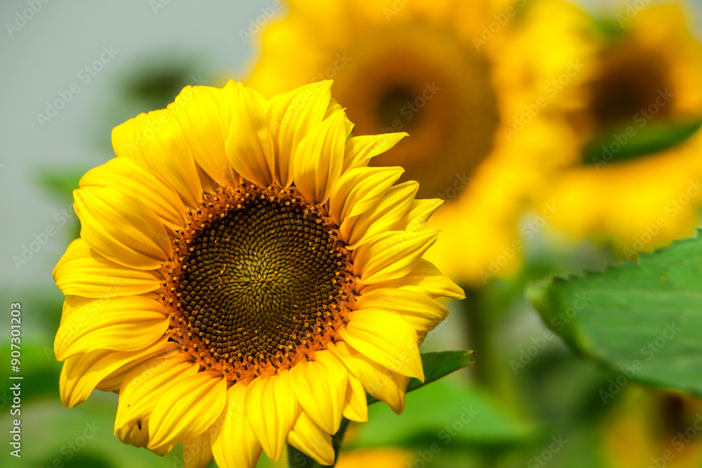 Closeup of beautiful sunflower with copy space for text