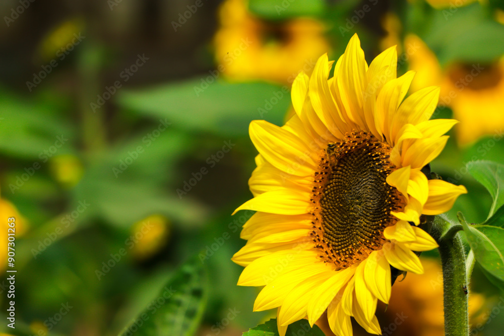 Naklejka premium Sunflower closeup with green leaf on background